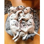 Cuccioli Dalmata con Pedigree - Foto n. 6