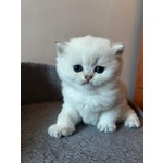 Cuccioli Scottish Straight - Foto n. 2