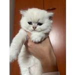 🐱 Scottish Fold maschio di 8 settimane (cucciolo) in vendita a Segni (RM) e in tutta Italia da privato