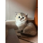 Cuccioli Scottish Straight - Foto n. 3