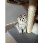 Cuccioli Scottish Straight - Foto n. 4