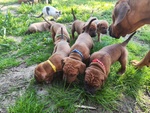 🐶 Altra Razza in Vendita a Porto viro (ro) e in Tutta Italia da Privato