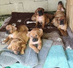 Cucciolata tosa inu Meravigliosa! - Foto n. 3