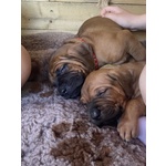 Cucciolata tosa inu Meravigliosa! - Foto n. 5
