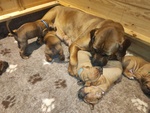 Cucciolata tosa inu Meravigliosa! - Foto n. 6