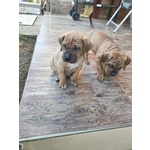 Cucciolata tosa inu Meravigliosa! - Foto n. 7