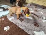 Cucciolata tosa inu Meravigliosa! - Foto n. 8