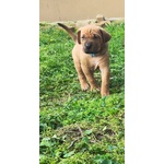 Cucciolata tosa inu Meravigliosa! - Foto n. 9