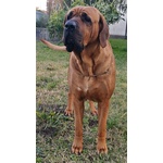 Cucciolata tosa inu Meravigliosa! - Foto n. 10