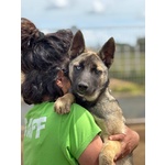 🐶 Pastore Belga femmina di 10 anni e 5 mesi in adozione a Latina (LT) e in tutta Italia da associazione animali