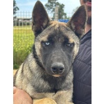 Trudy Bellissima Cucciolotta 5 mesi mix Pastore Belga Cerca Adozione - Foto n. 2