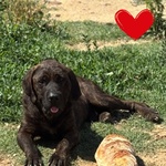 🐶 Cane Corso maschio di 4 anni e 4 mesi in adozione a Latina (LT) e in tutta Italia da associazione animali