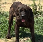 Eugenio cane Corso 4 anni in Adozione a Latina - Foto n. 2