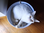 🐱 Altra Razza maschio di 2 anni in adozione a Latina (LT) e in tutta Italia da associazione animali