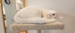 Hermes Bellissimo Gattino Bianco 2 anni Cerca Casa - Foto n. 2