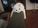 Hermes Bellissimo Gattino Bianco 2 anni Cerca Casa - Foto n. 3