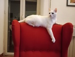 Hermes Bellissimo Gattino Bianco 2 anni Cerca Casa - Foto n. 4