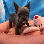 🐶 Bouledogue femmina di 4 mesi in vendita a Cervia (RA) da negozio