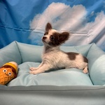 🐶 Chihuahua maschio di 4 mesi in vendita a Cervia (RA) da negozio