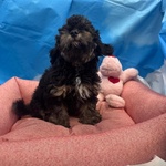 Cucciola di Maltipoo nero Focato Femmin - Foto n. 2
