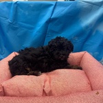 Cucciola di Maltipoo nero Focato Femmin - Foto n. 3