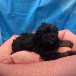 Cucciola di Maltipoo nero Focato Femmin - Foto n. 4
