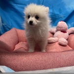 Cucciola di Volpino di Pomerania Bianco Femmina - Foto n. 1
