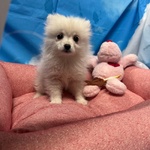 Cucciola di Volpino di Pomerania Bianco Femmina - Foto n. 3