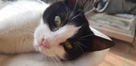 🐾 Adotta Batuffolo – un Piccolo Europeo Bianco e nero in Cerca di Amore 🐾 - Foto n. 2