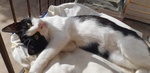 🐾 Adotta Batuffolo – un Piccolo Europeo Bianco e nero in Cerca di Amore 🐾 - Foto n. 3
