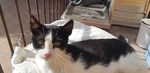 🐾 Adotta Batuffolo – un Piccolo Europeo Bianco e nero in Cerca di Amore 🐾 - Foto n. 4