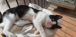 🐾 Adotta Batuffolo – un Piccolo Europeo Bianco e nero in Cerca di Amore 🐾 - Foto n. 5