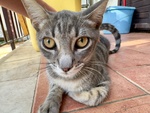 🐾 Adozione di Eliot – il Certosino Dagli Occhi D’oro che ruba il Cuore 🐾 - Foto n. 1