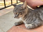 🐾 Adozione di Eliot – il Certosino Dagli Occhi D’oro che ruba il Cuore 🐾 - Foto n. 4
