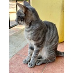 🐾 Adozione di Eliot – il Certosino Dagli Occhi D’oro che ruba il Cuore 🐾 - Foto n. 6