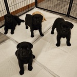 🐶 Labrador di 8 settimane (cucciolo) in vendita a Imola (BO) da privato