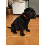 Cuccioli di Labrador Retriever neri con Pedigree - Foto n. 2