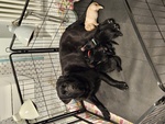 Cuccioli di Labrador Retriever neri con Pedigree - Foto n. 3