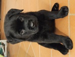 Cuccioli di Labrador Retriever neri con Pedigree - Foto n. 4