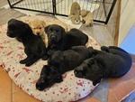 Cuccioli di Labrador Retriever neri con Pedigree - Foto n. 5