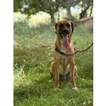🐶 Altra Razza maschio di 2 anni e 4 mesi in adozione a Latina (LT) e in tutta Italia da associazione animali