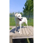 🐶 Altra Razza femmina in adozione a Vidigulfo (PV) da associazione animali