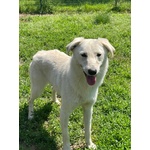 Naomi Candida Cagnolina - Foto n. 2