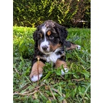 Cuccioli Bovaro del Bernese - Foto n. 1