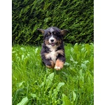 Cuccioli Bovaro del Bernese - Foto n. 2