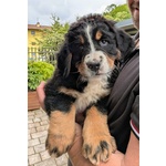 Cuccioli Bovaro del Bernese - Foto n. 3