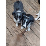 Cuccioli di Border Collie - Foto n. 1