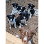 Cuccioli di Border Collie - Foto n. 2