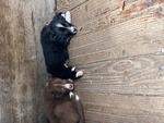 Cuccioli di Border Collie - Foto n. 3