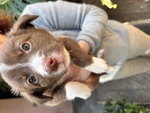 Cuccioli di Border Collie - Foto n. 4